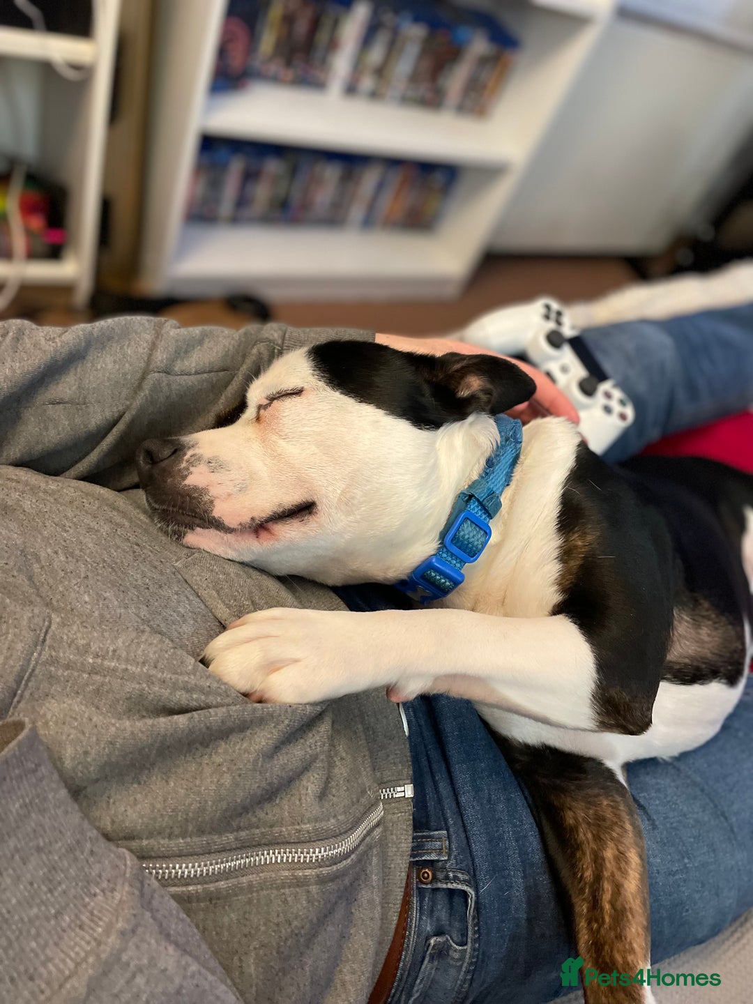 Staffordshire Bull Terrier dogs for sale: Gorgeous Soppy Staffy Looking For His Next Home - Advert 7