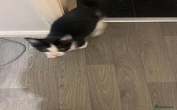 Mixed Breed cats for sale: Mixed breed  - Image 2