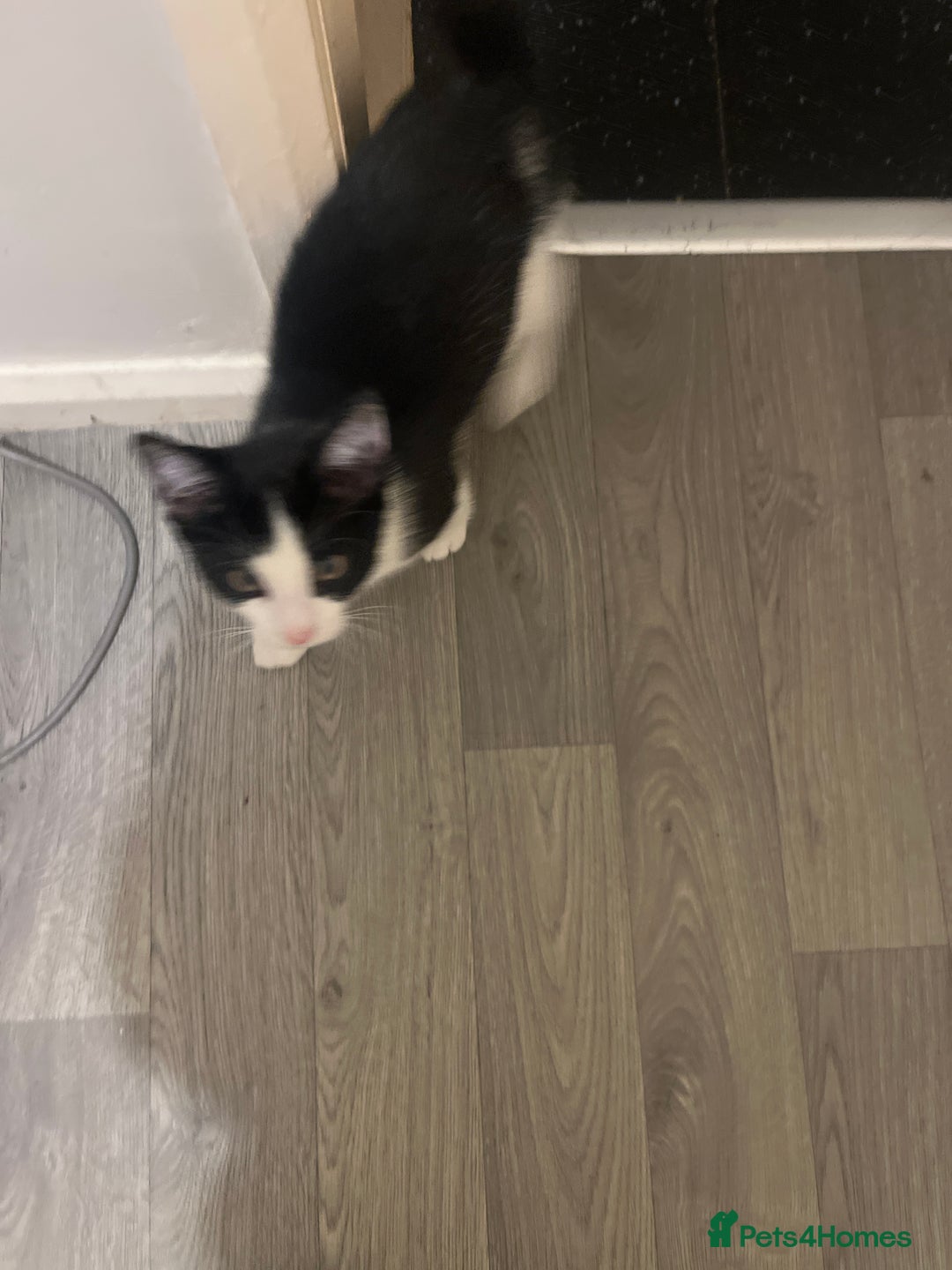 Mixed Breed cats for sale: Mixed breed  - Image 2