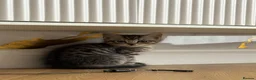 Mixed Breed cats for sale: 😺LOVELY KITTES Available for Collection Today!😺 - Advert 4