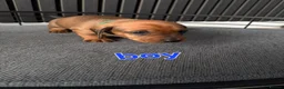 Miniature Dachshund dogs for sale: BEAUTIFUL MINIATURE DACHSHUND  - Advert 17