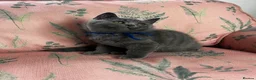 British Shorthair cats for sale: Outstanding British Shorthair kittens  - Advert 11