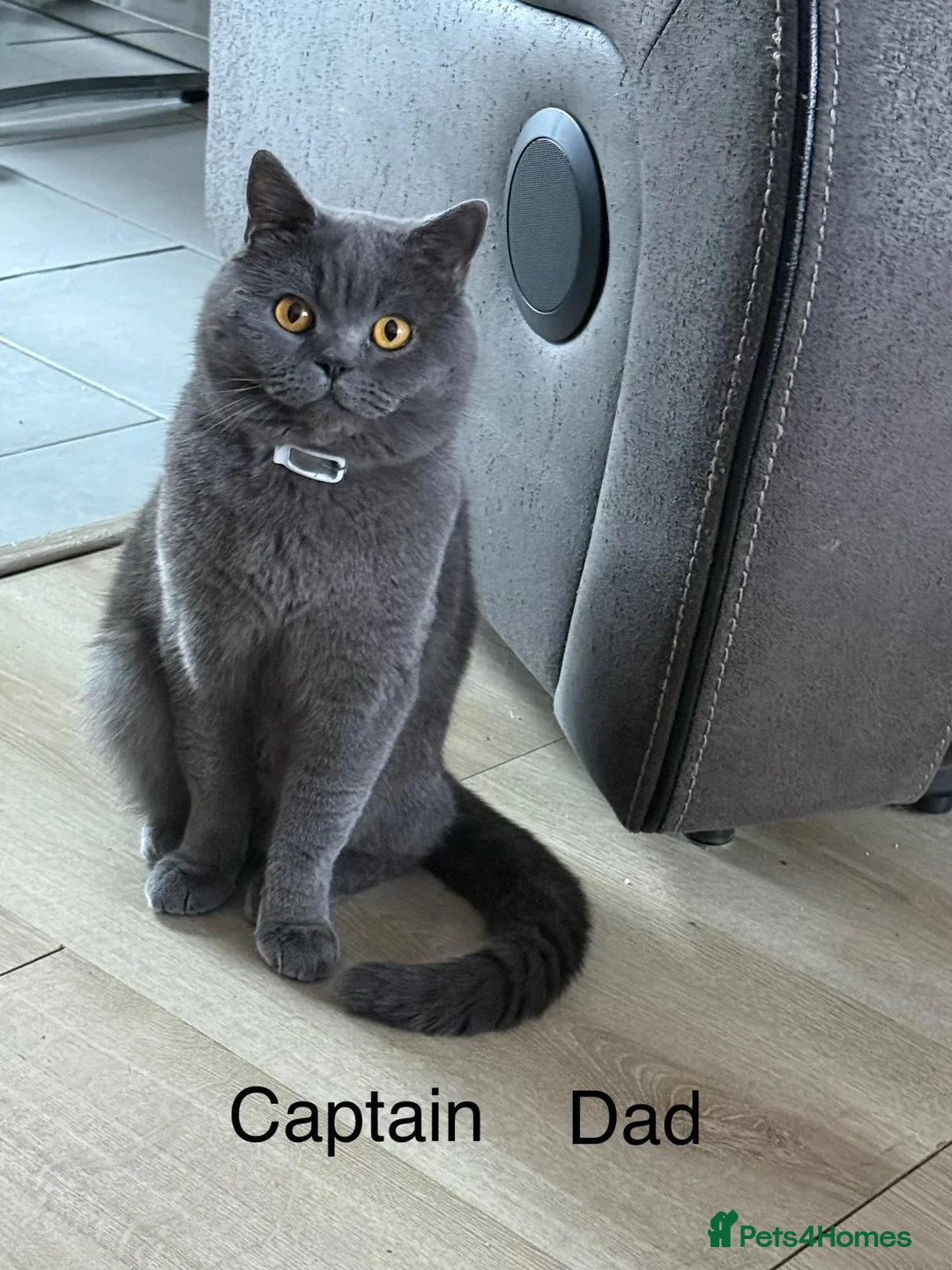 British Shorthair cats for sale: GCCF Active British shorthair male  - Advert 2