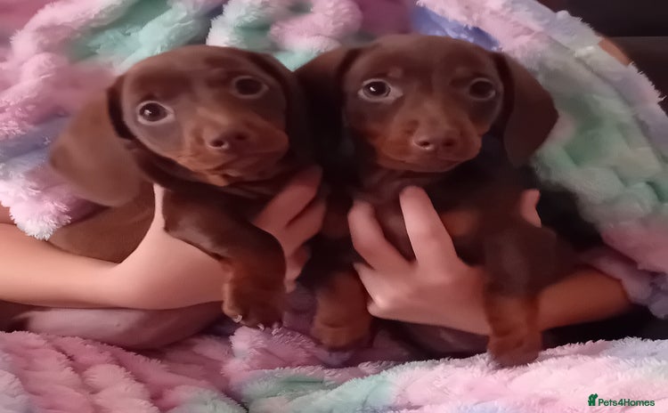 Miniature Dachshund dogs - Advert 3