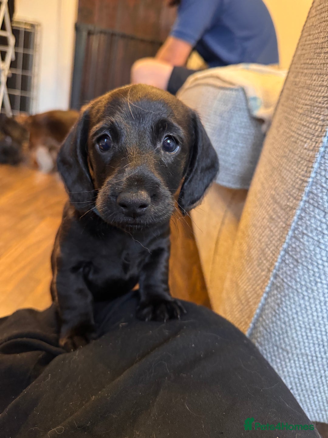 Mixed Breed dogs for sale: 1 Beautiful DoxiPoo Boy left!  - Image 29