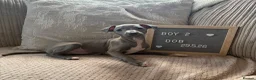 Italian Greyhound dogs for sale: Beautiful small Italian greyhound puppies  in London - Advert 7