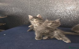Maine Coon cats for sale: Maine Coon kittens  - Advert 5