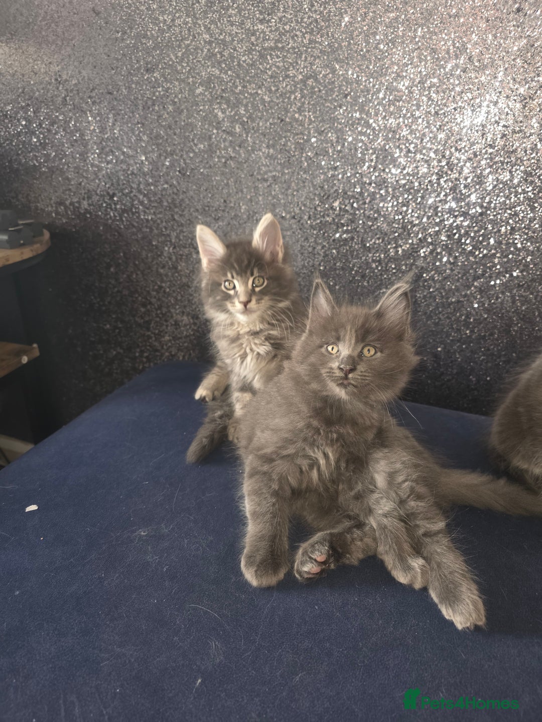 Maine Coon cats for sale: Maine Coon kittens  - Advert 5