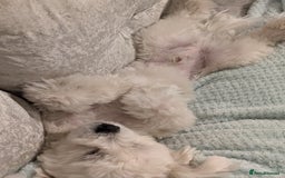 Maltese dogs for stud: "Dog ready for breeding" - Image 4