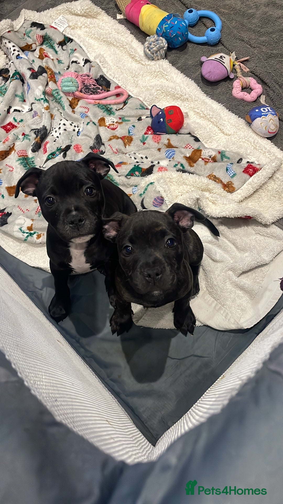 Staffordshire Bull Terrier dogs KC Beautiful litter of blue/red staffys  - Advert 2