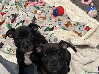 Staffordshire Bull Terrier dogs KC Beautiful litter of blue/red staffys - Advert 2