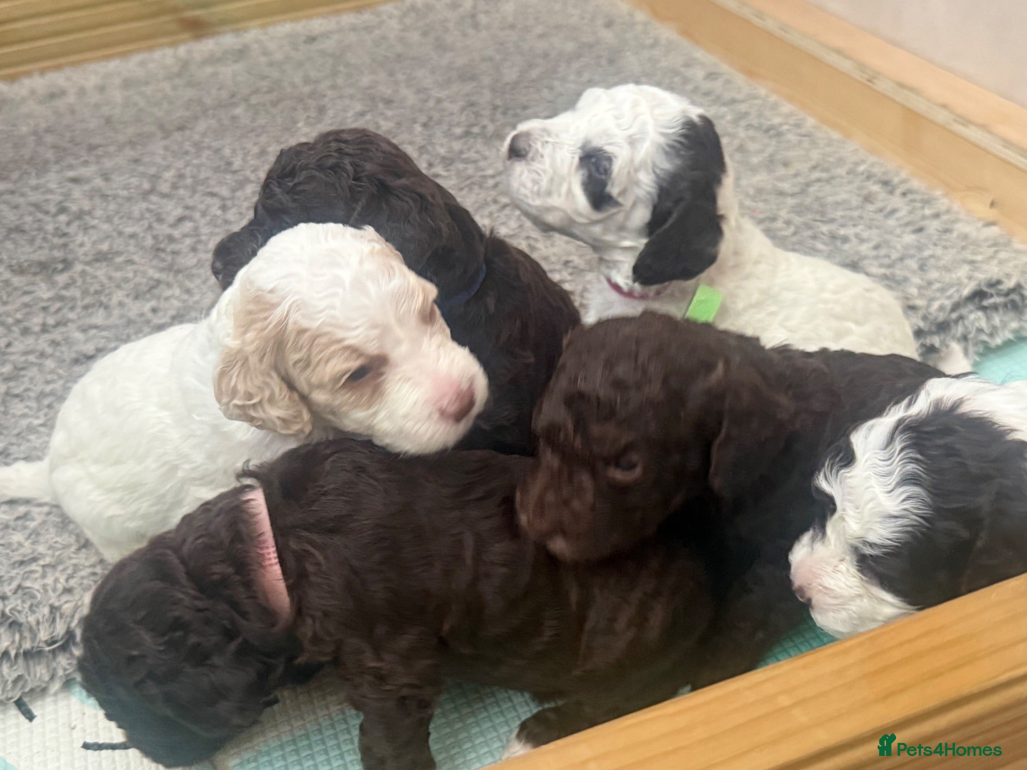 Cockapoo dogs Beautiful f2 Cockapoo puppy’s  - Advert 8