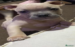 Mixed Breed dogs for sale: Cross puppy male 11 weeks old beautiful boy  - Image 2