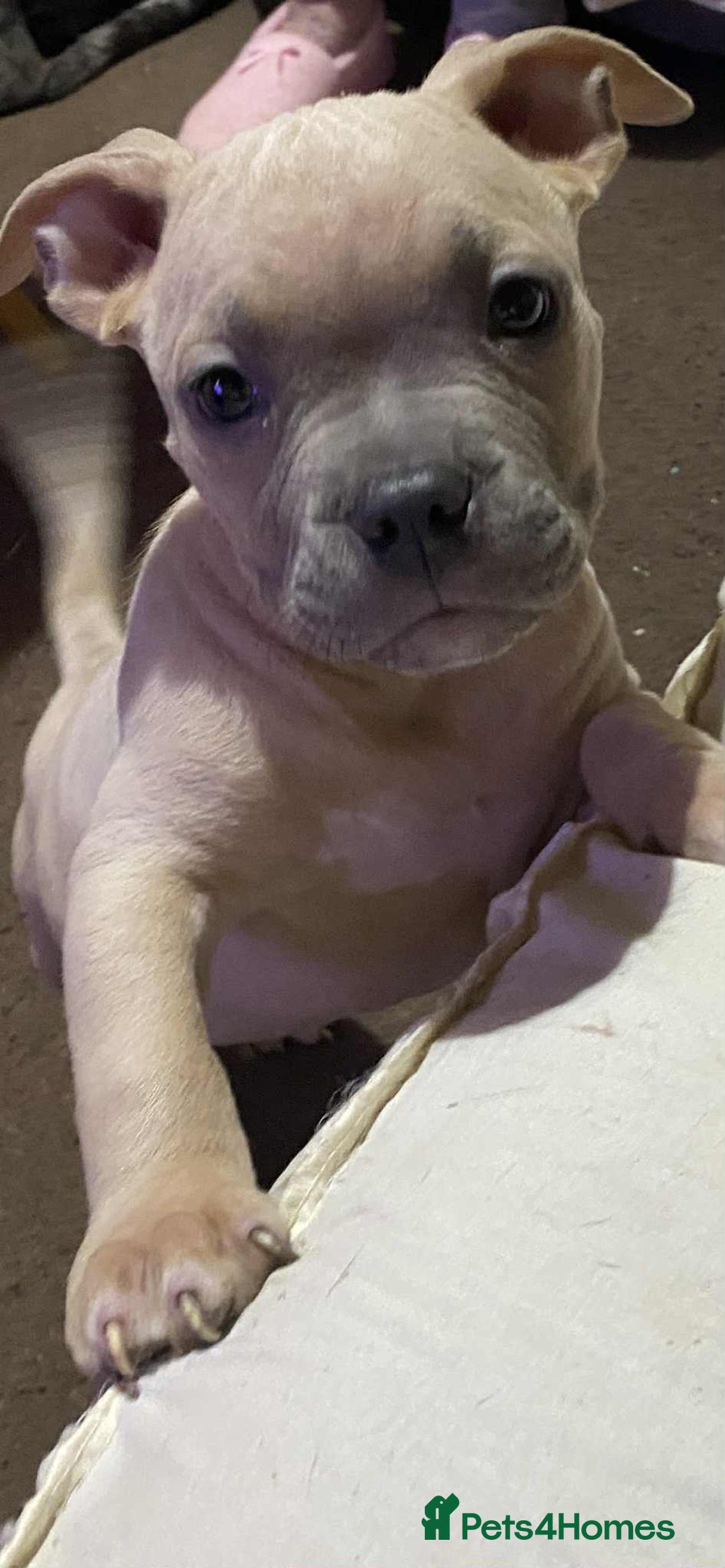 Mixed Breed dogs for sale: Cross puppy male 11 weeks old beautiful boy  - Image 2