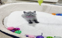 British Shorthair cats for sale: British shorthair kittens  - Image 3