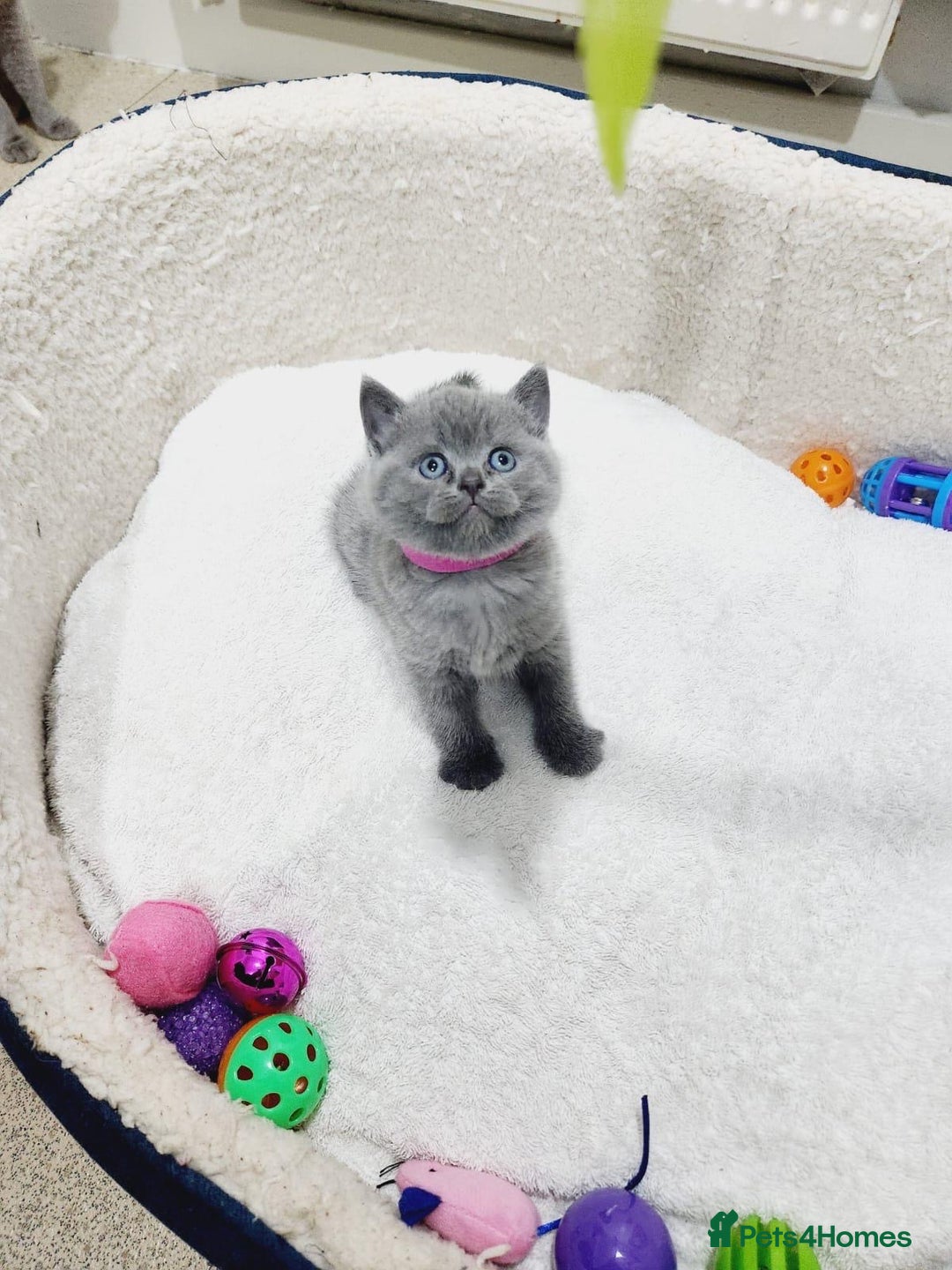 British Shorthair cats for sale: British shorthair kittens  - Image 3