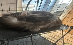 Maine Coon cats for sale: Active Maine Coon breeding queen - Image 3