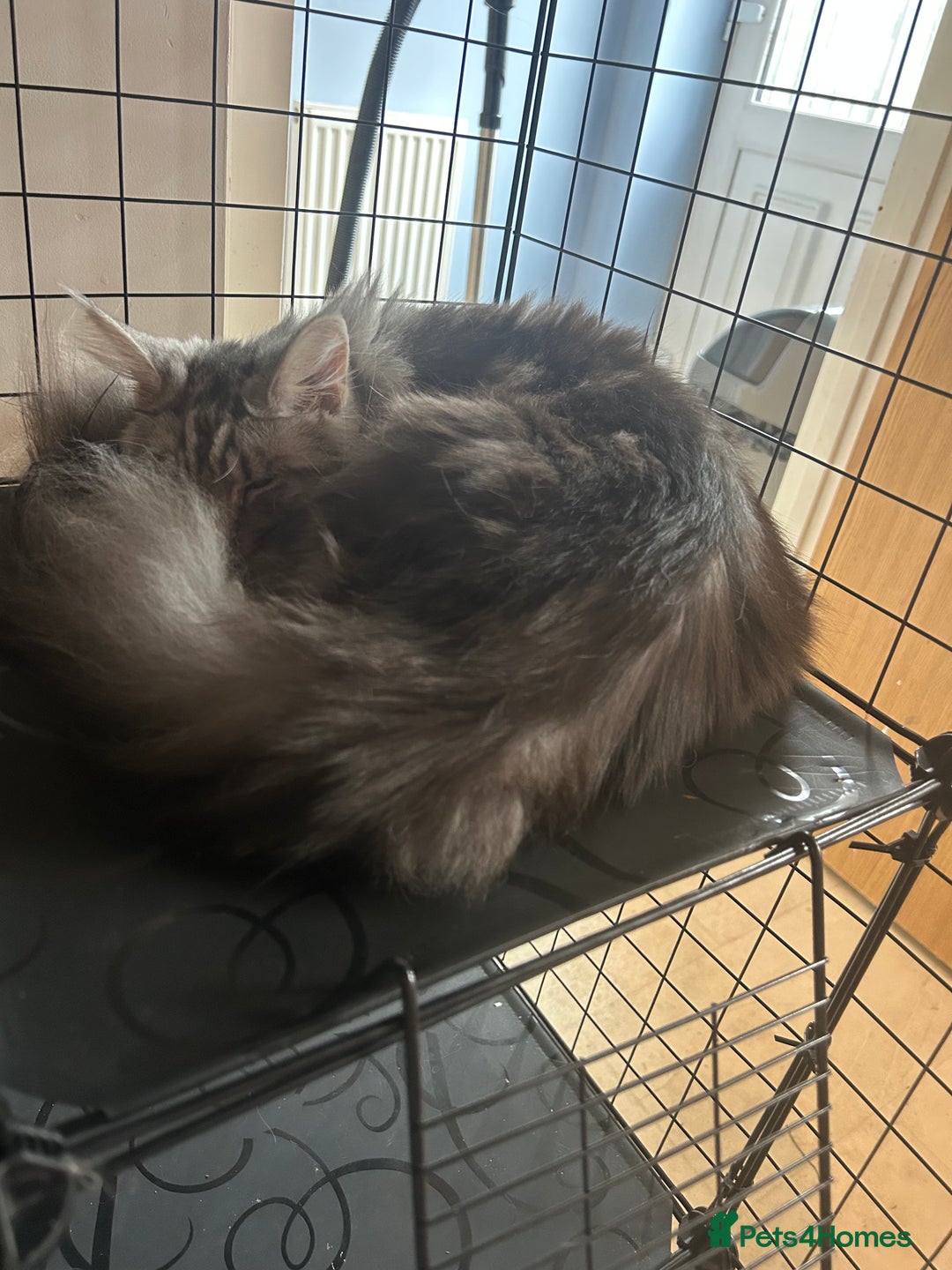 Maine Coon cats for sale: Active Maine Coon breeding queen - Image 3