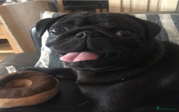 Pug dogs for stud: KC reg silver pug for stud  in Wolverhampton - Image 8