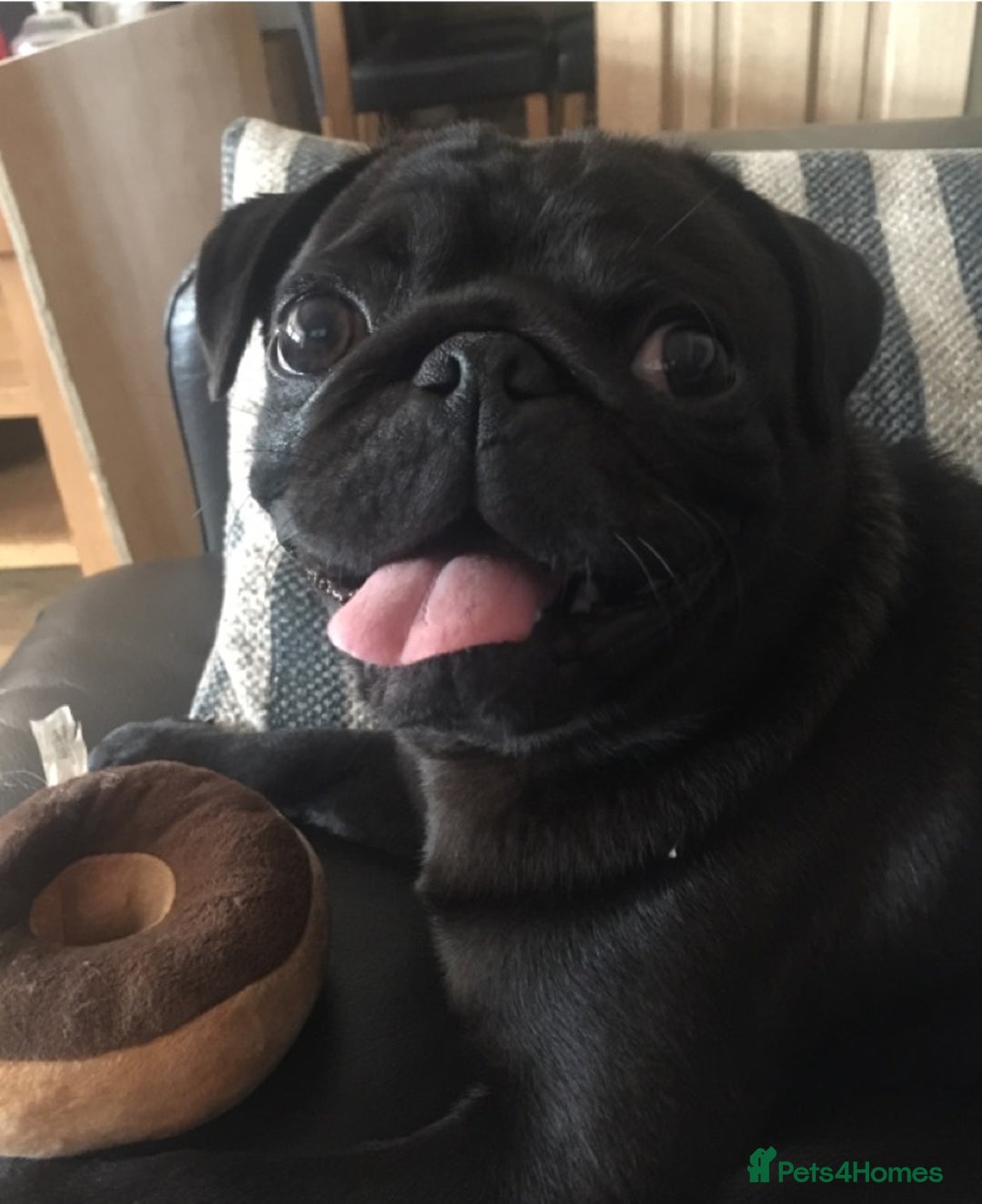 Pug dogs for stud: KC reg silver pug for stud  in Wolverhampton - Image 8