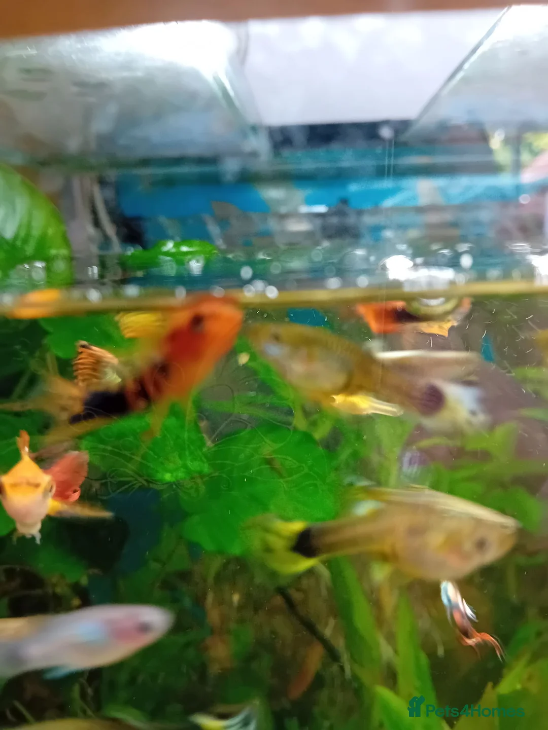 Other/Mixed Breed fish for sale: Guppy endless mix Lichfield area in Lichfield - Advert 2