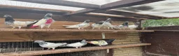 Pigeons birds for sale: Pakistani high flyers for sale  - Advert 2