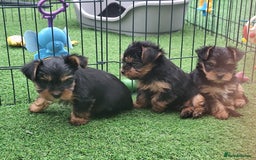Yorkshire Terrier dogs for sale: Beautiful Mini Yorkshire Terrier puppies - Image 9