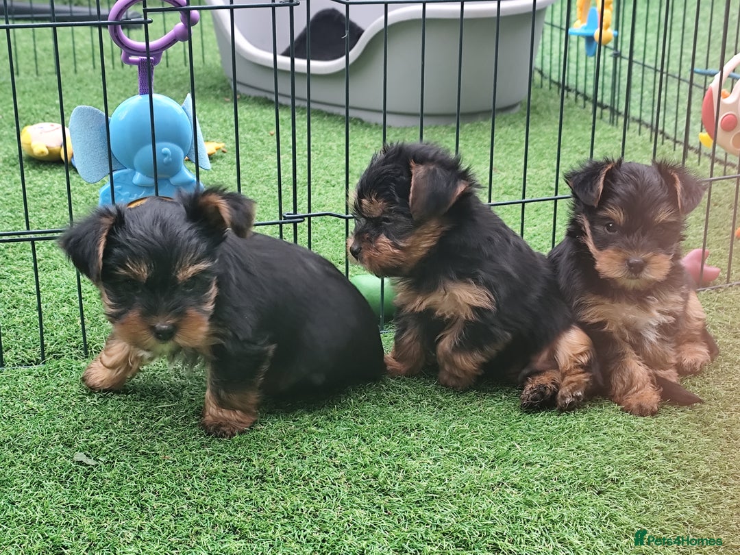 Yorkshire Terrier dogs for sale: Beautiful Mini Yorkshire Terrier puppies - Image 9