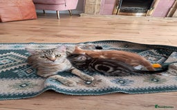 European cats for sale: 2x male kittens - Image 7