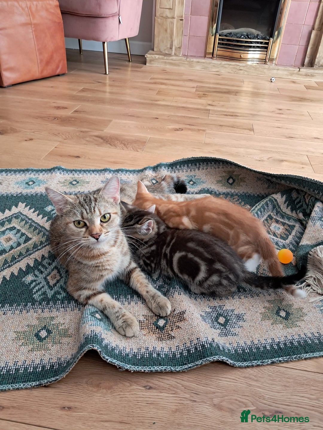 European cats for sale: 2x male kittens - Image 7