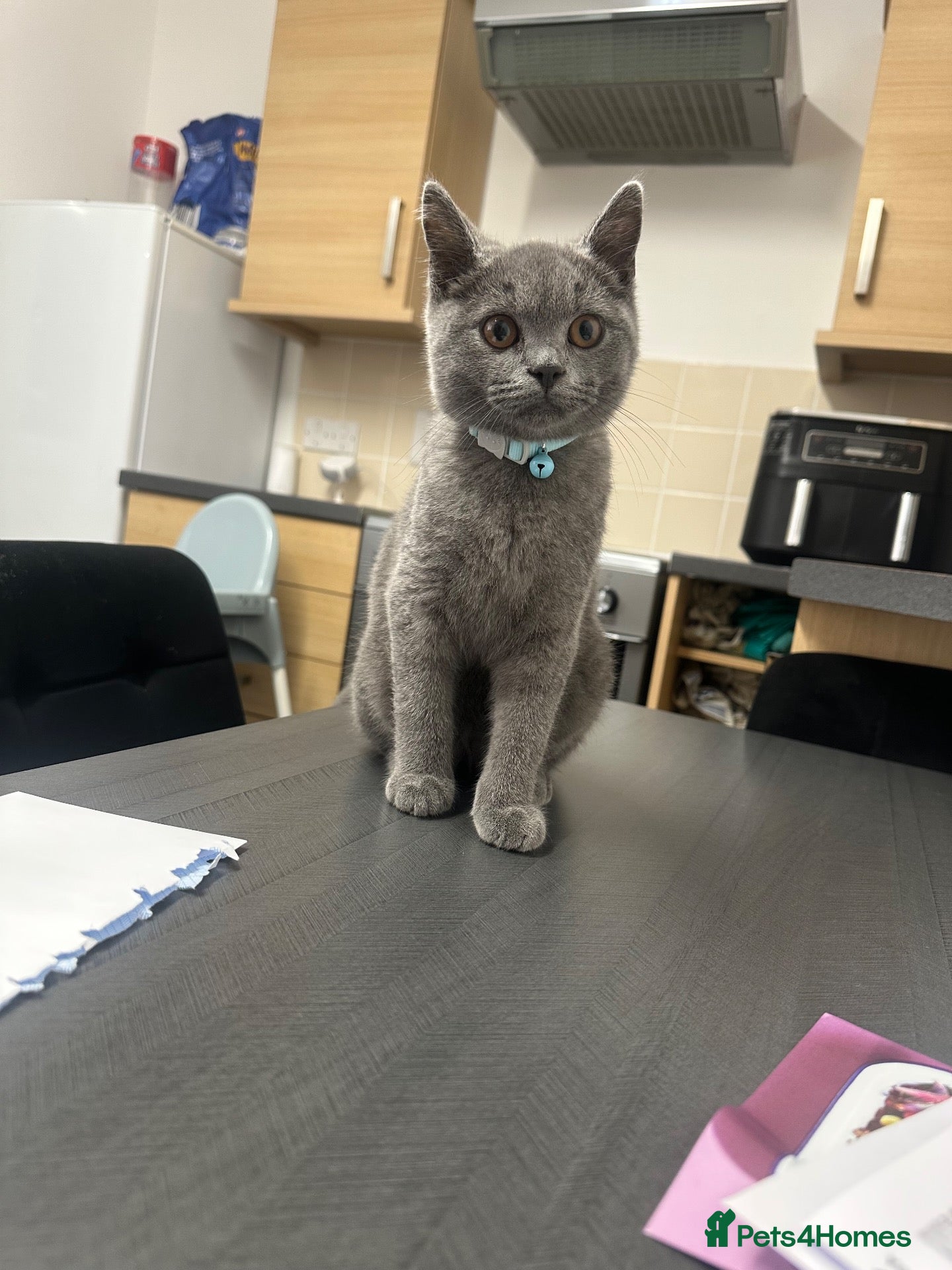 British Shorthair cats Male British Shorthair - Advert 1