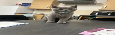British Shorthair 1