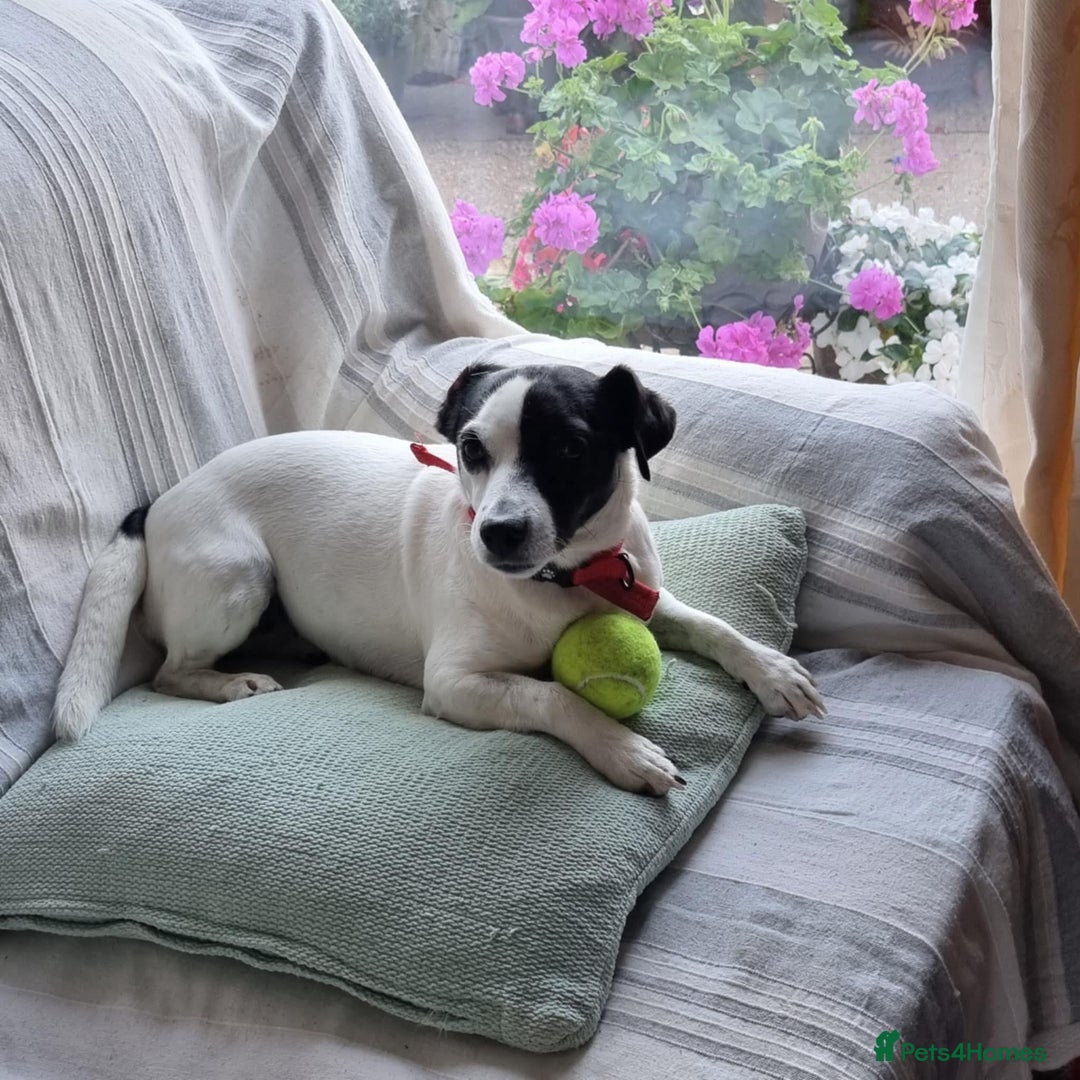 Jack Russell dogs for adoption: Brazen - Fakenham Norfolk  - Image 4