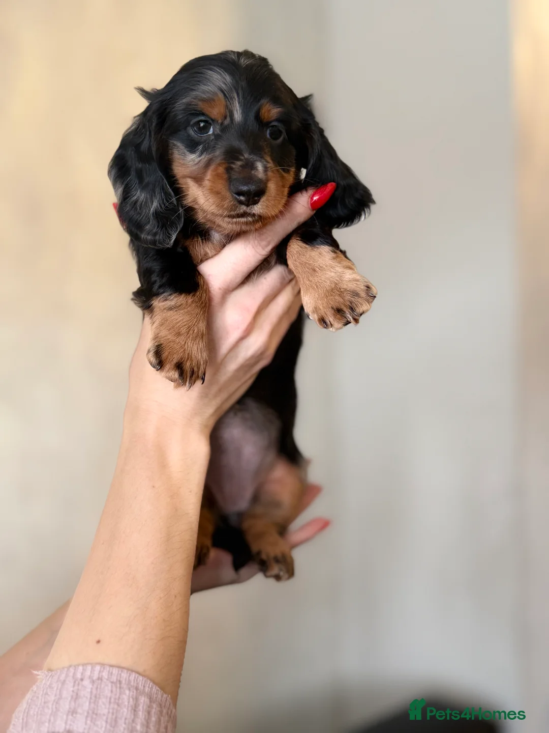 Miniature Dachshund dogs for sale: Mini long hair dachshunds  - Advert 7