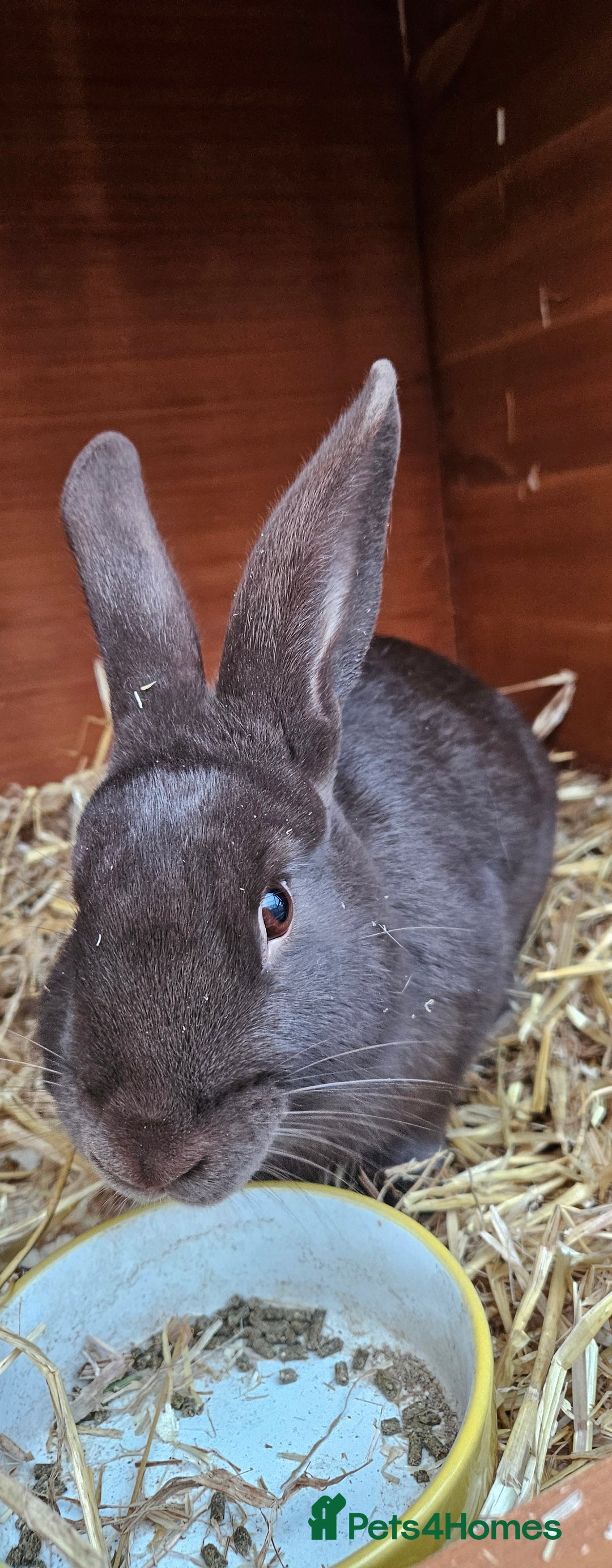 Lionhead rabbits for sale: Chocolate velvet bunny - Advert 1