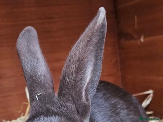 Lionhead rabbits Velvet chocolate bunny - Advert 5