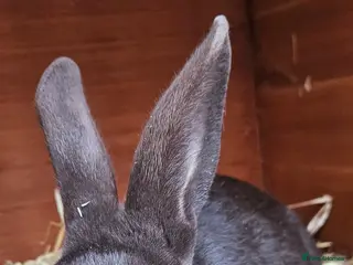 Lionhead rabbits Chocolate velvet bunny - Advert 3