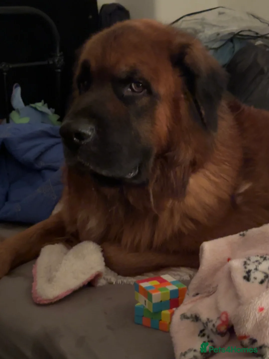 Mixed Breed dogs for sale: Saint Bernard mix - Advert 6