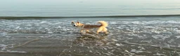 Mixed Breed dogs for sale: Please help us find Nova a loving home in Petersfield - Advert 1