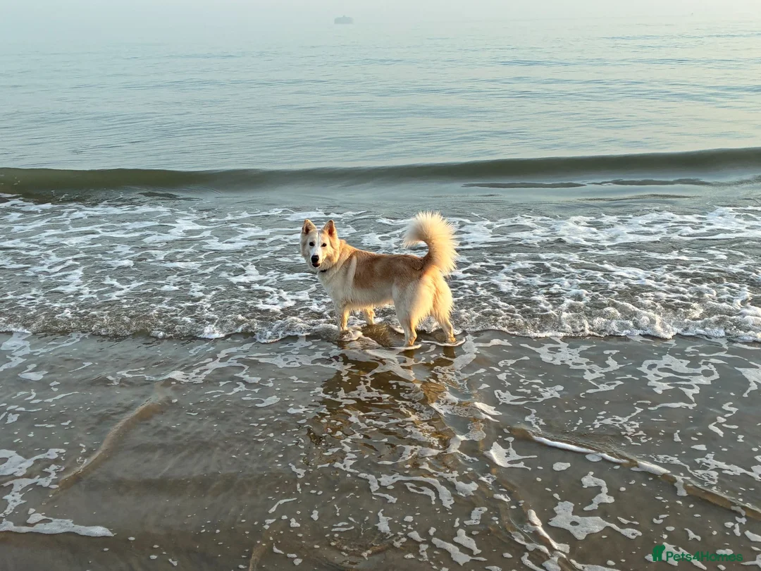 Mixed Breed dogs for sale: Please help us find Nova a loving home in Petersfield - Advert 1