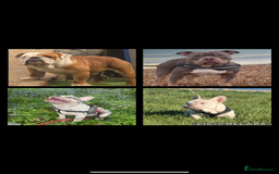 French Bulldog dogs for stud: Cryptic Merle platinum French bulldog  - Image 4