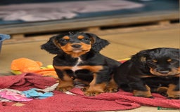 Cocker Spaniel dogs for sale: Working Cocker Spaniel Puppies  - Image 26