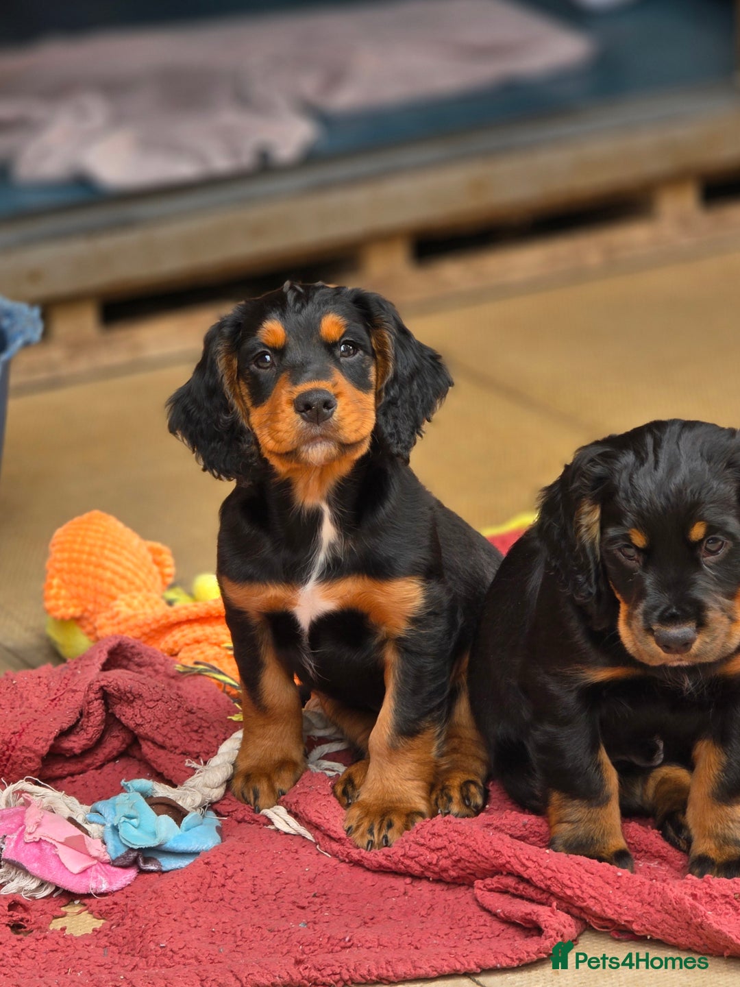 Cocker Spaniel dogs for sale: Working Cocker Spaniel Puppies  - Image 26