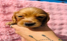 Miniature Dachshund dogs for sale: Ready to leave 🐾 beautiful long hair miniatures  - Image 7