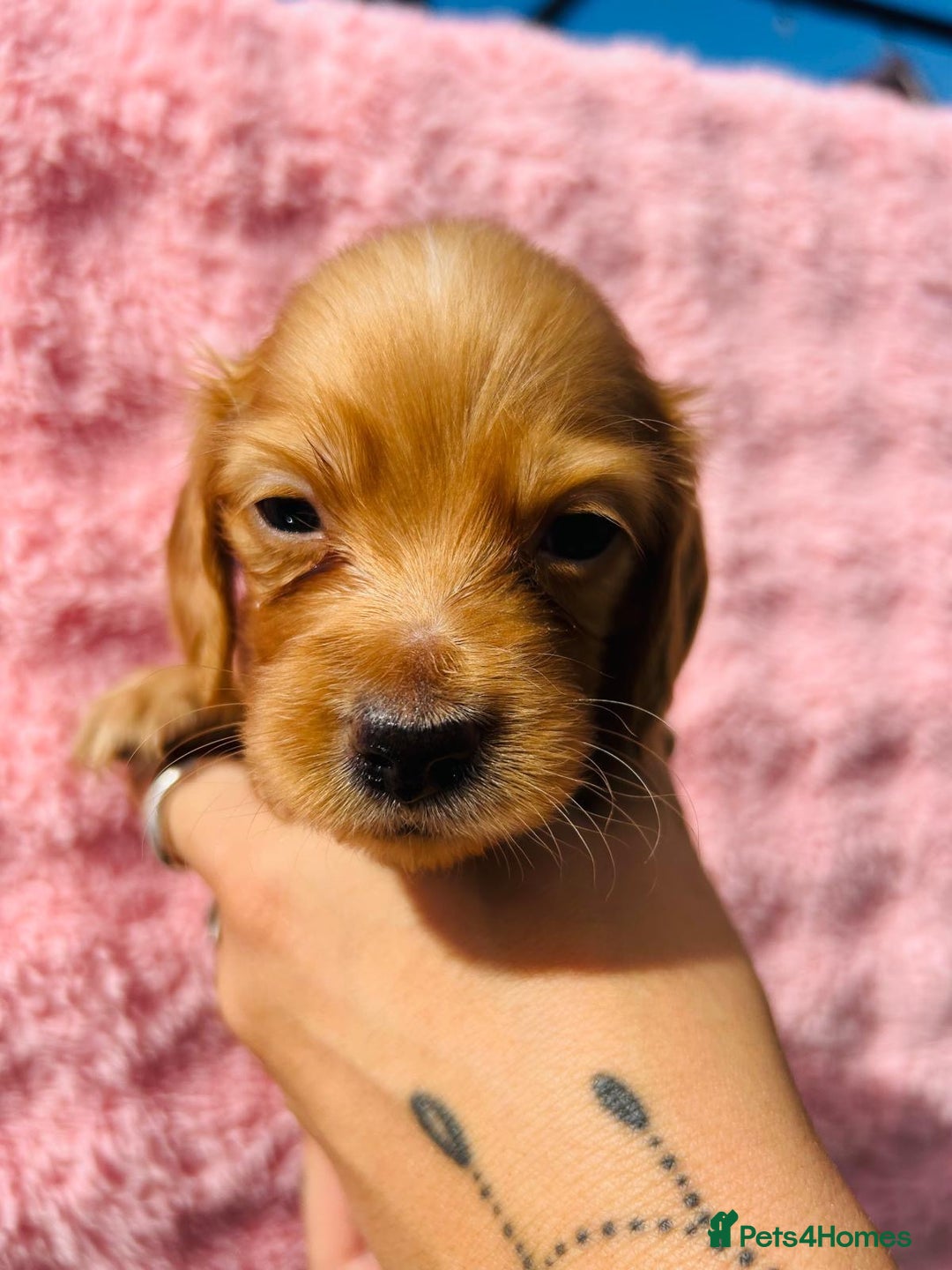 Miniature Dachshund dogs for sale: Ready to leave 🐾 beautiful long hair miniatures  - Image 7