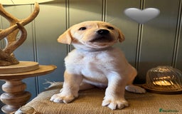 Labrador Retriever dogs for sale: LABS OUTSTANDING HEALTH STATUS- 283 DNA - Image 7