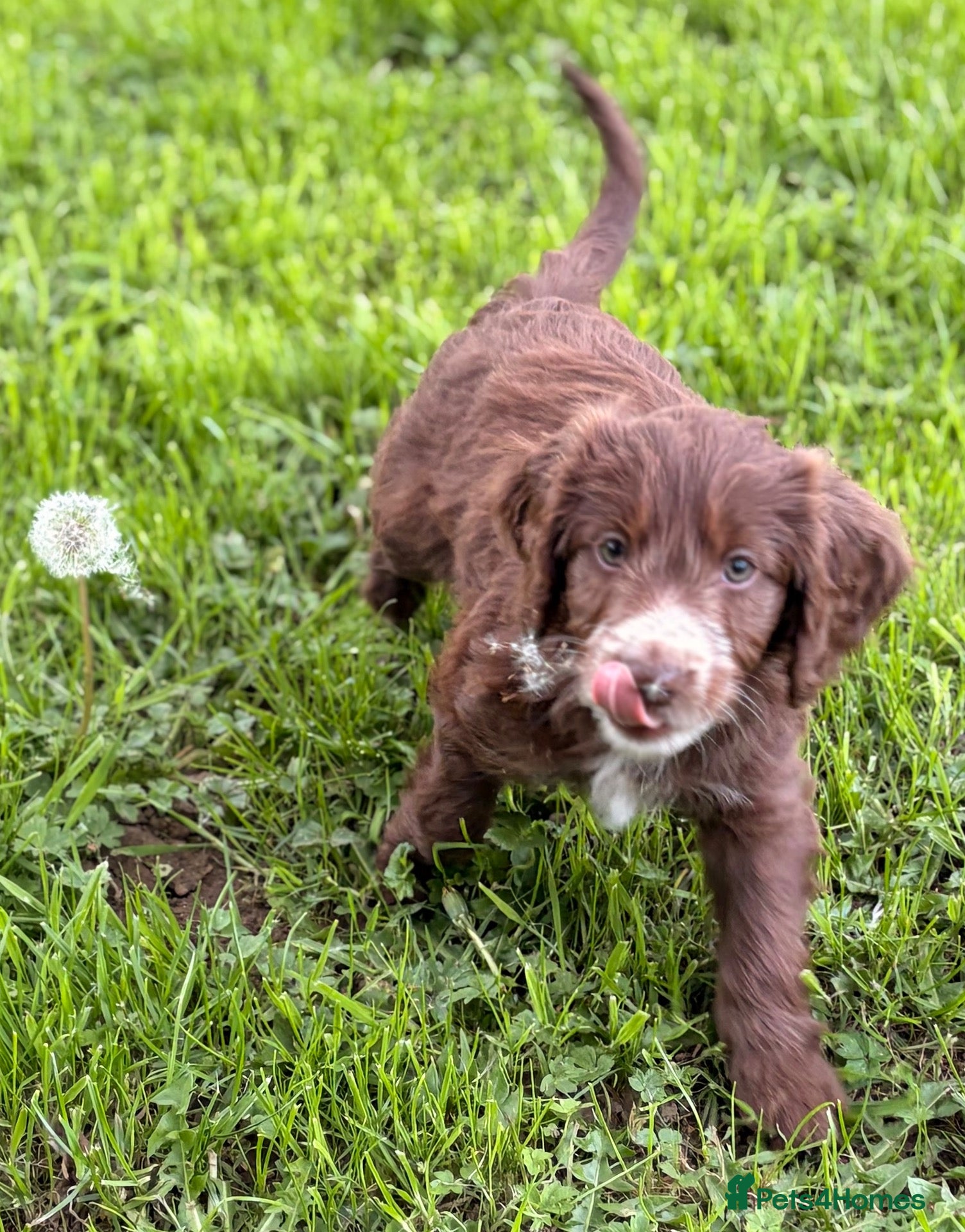 Mixed Breed dogs BEAUTIFUL COCKER X COLLIE PUPS - Advert 1