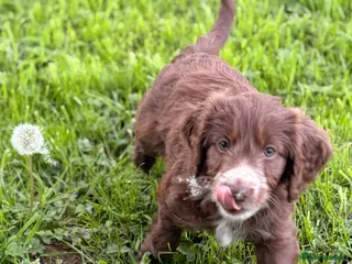 Mixed Breed dogs BEAUTIFUL COCKER X COLLIE PUPS - Advert 1