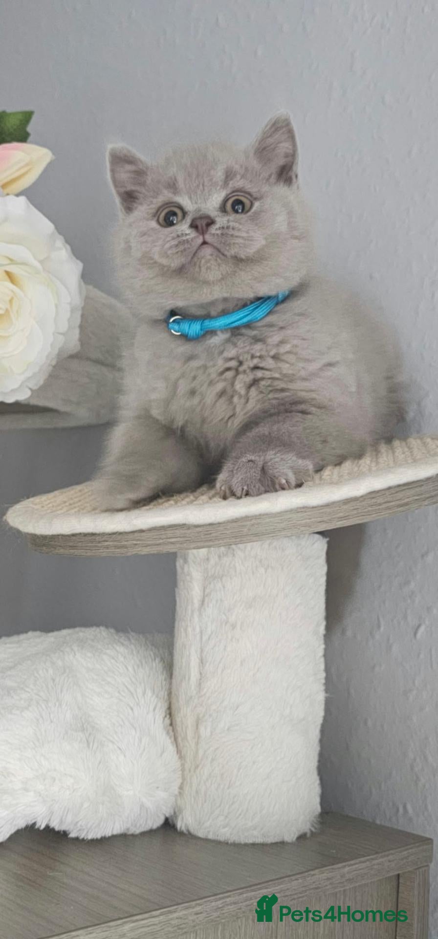 British Shorthair cats LAST BOY British Shorthair GCCF - Advert 1