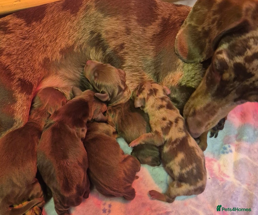 Miniature Dachshund dogs for stud: ⭐️⭐️⭐️KC MINIATURE DACHSHUND FOR STUD⭐️⭐️  in Southampton - Image 12